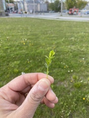 Veronica serpyllifolia