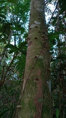 Zanthoxylum panamense