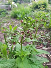 Scrophularia scopolii