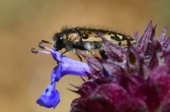 Acmaeodera