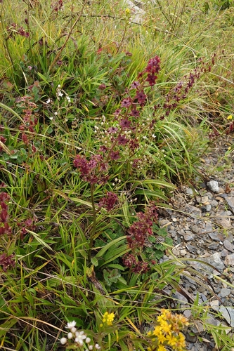 Veratrum formosanum, photograph 1