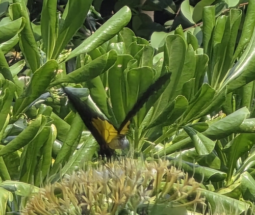 Troides