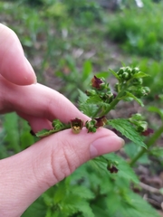 Scrophularia scopolii