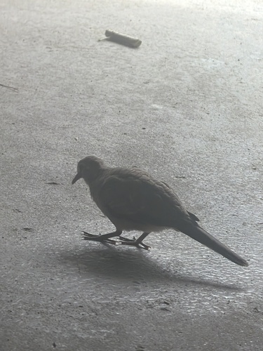 Spotted Dove