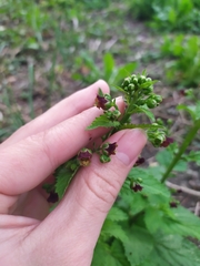 Scrophularia scopolii
