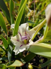 Gladiolus grandiflorus, photograph (c) Brian du Preez, some rights reserved (CC BY-SA)