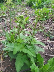 Scrophularia scopolii