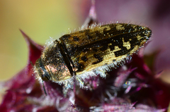 Acmaeodera