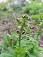 Scrophularia scopolii