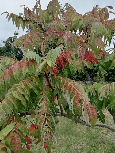 staghorn sumac