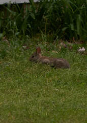 Sylvilagus floridanus