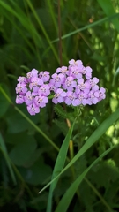 Achillea roseo-alba
