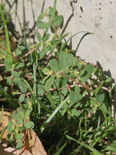 Spotted spurge