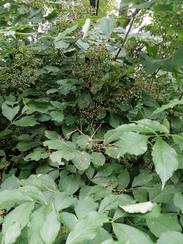 European black elderberry