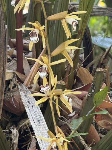 Coelogyne radioferens