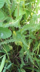Achillea roseo-alba