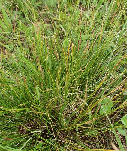 Carex myosuroides, photograph 6