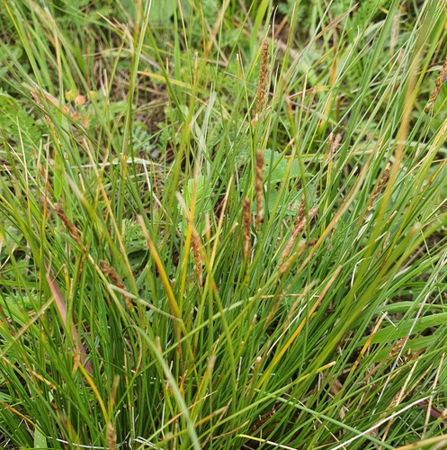 Carex myosuroides, photograph 5