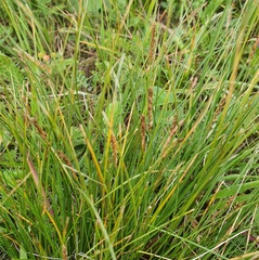 (c) Urgamal Magsar, some rights reserved (CC BY) Carex myosuroides, photograph (c) Urgamal Magsar, some rights reserved (CC BY)