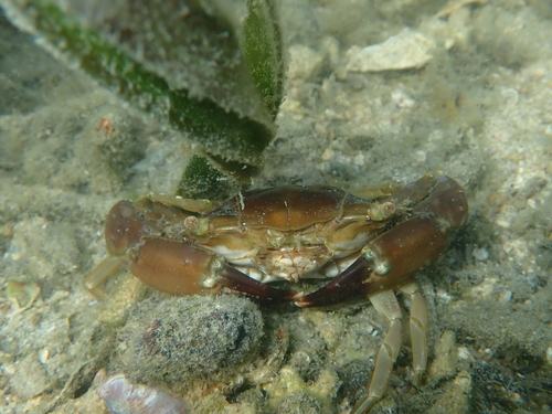 Thalamita integra observed 2026-06-13