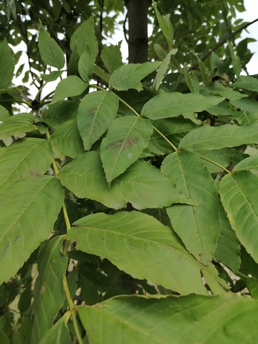 European ash