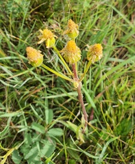 Tephroseris integrifolia, photograph (c) Urgamal Magsar, some rights reserved (CC BY)