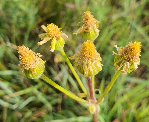 Tephroseris integrifolia, photograph 3