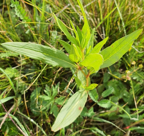 Koenigia divaricata, photograph 4