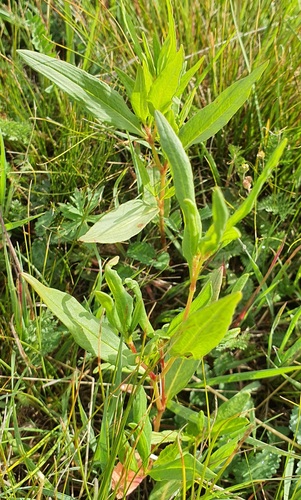 Koenigia divaricata, photograph 5