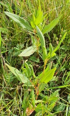 Koenigia divaricata, photograph (c) Urgamal Magsar, some rights reserved (CC BY)