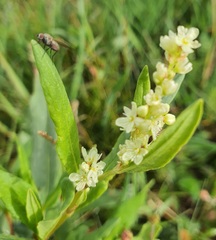 Koenigia divaricata, photograph (c) Urgamal Magsar, some rights reserved (CC BY)