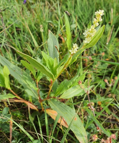 Koenigia divaricata, photograph 3