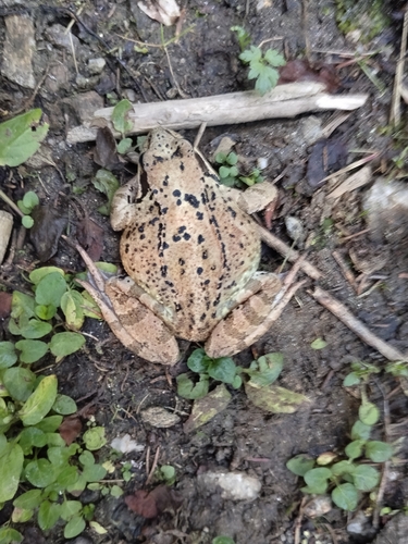 European Common Frog