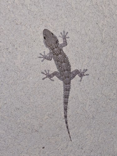 Moorish Gecko