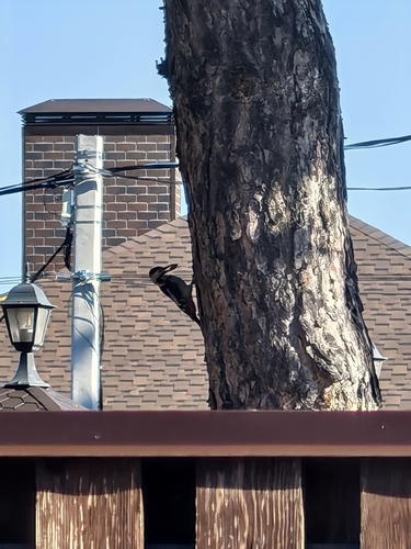 Syrian Woodpecker