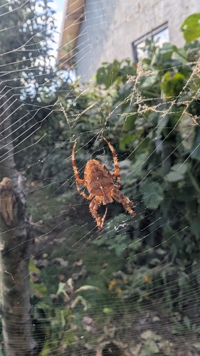 Cross Orbweaver