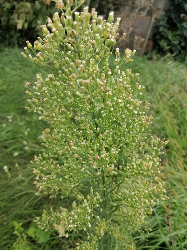 horseweed