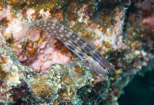 Ecsenius yaeyamaensis observed 2026-08-02