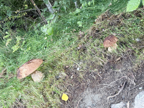 King Bolete