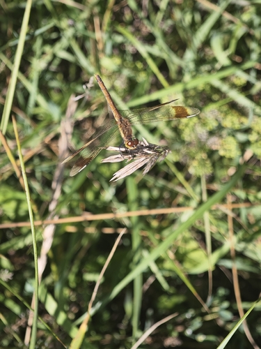 Banded Darter