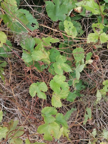 common hops