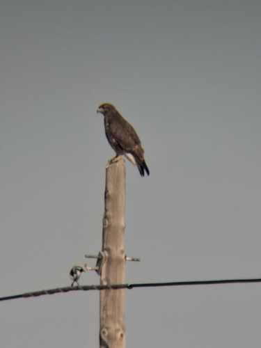 Common Buzzard