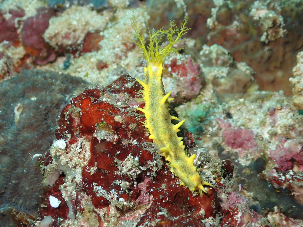 Robust Sea Cucumber