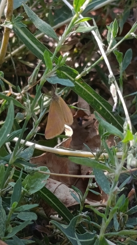 Purple-barred Yellow
