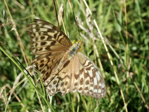 Silver-washed Fritillary