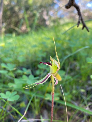 Plains Spider Orchid
