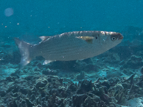 Crenimugil crenilabis observed 2026-08-18