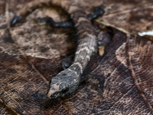 Hainan water skink