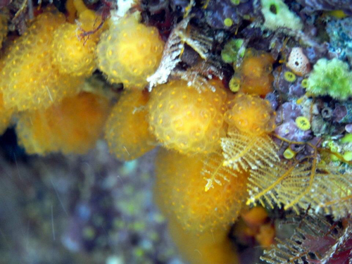 Pseudodistoma novaezelandiae