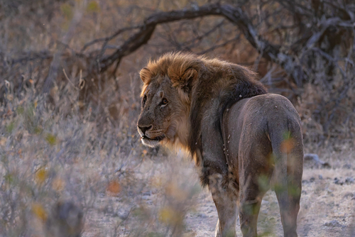 Southern Lion